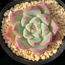 ピンクスポット 韓国苗 多肉植物 フラワー・リース プクニク 通販 