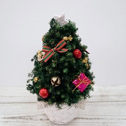 プリザーブド　ヒムロスギのクリスマスツリー 1枚目の画像