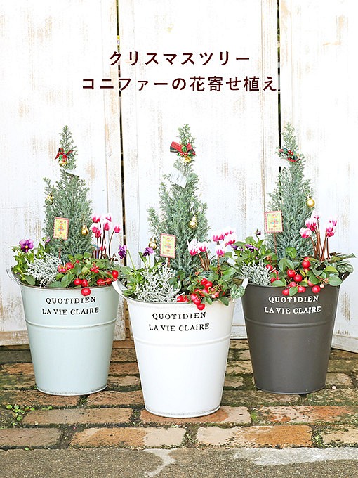 値下げしまた クリスマスツリー花寄せ植え コニファー＆チェッカー