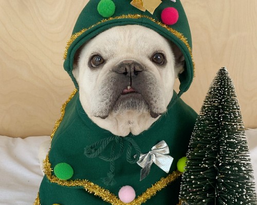 犬服 可愛い ペットウェア 犬ウェア 冬 フレンチブルドッグ クリスマス