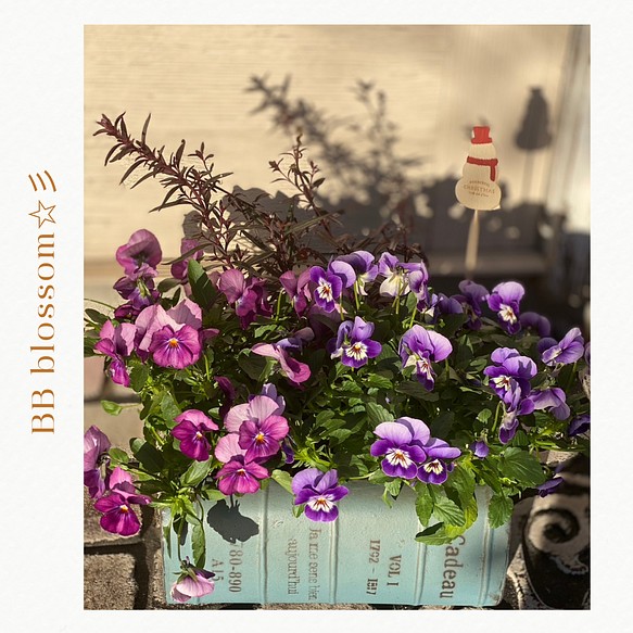 ◆セール開催中◆冬の生花 寄せ植え フラワーピック付 アンティークビオラ  キンギョソウ オシャレブック鉢 ㉚ 1枚目の画像
