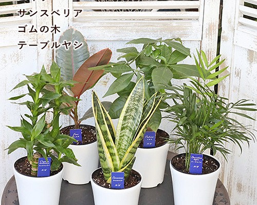 観葉植物 ミリオンバンブー (キングバンブー) パキラ サンスベリア