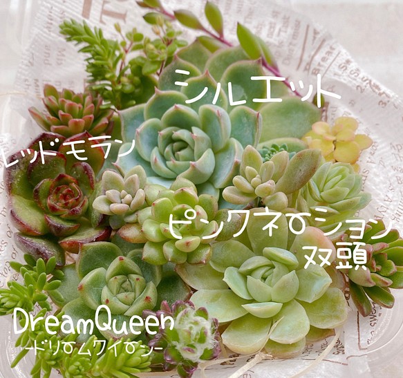 送料無料♡♡ 15.多肉植物 エケベリア 韓国苗セット 寄せ植えにも♡♡