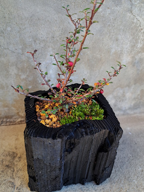 紫檀（シタン）の盆栽｜炭の器に入った盆栽です 1枚目の画像