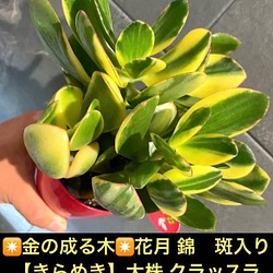 耐熱 二層 足あとぐらす (M) ✴金の成る木✴花月 錦 斑入り 【きらめき