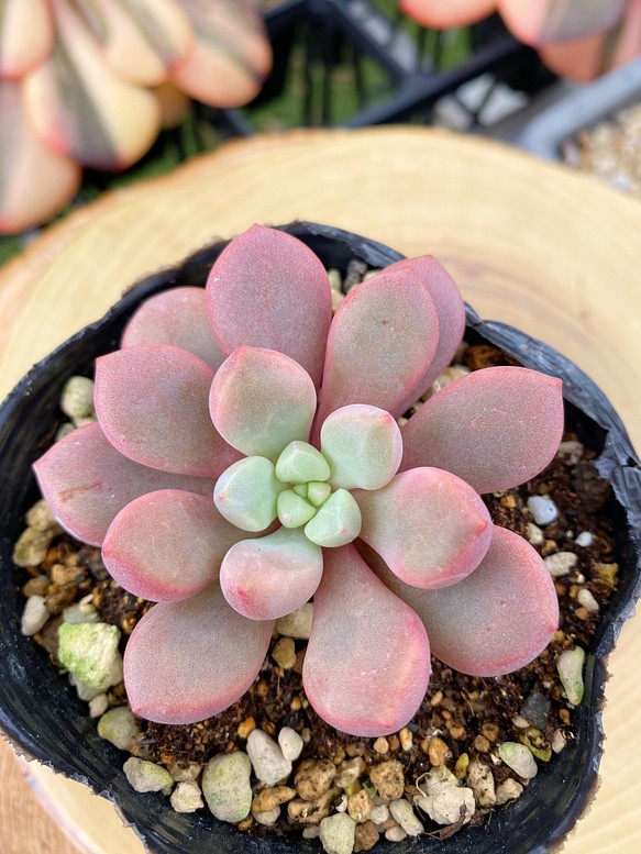 美苗 ポラリハート 少し大きめ 多肉植物 寄せ植え 厳選韓国苗 多肉植物