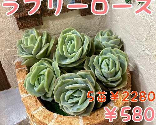 № 34 ラブリーローズ 大きめ立派！韓国苗 多肉植物 エケベリア