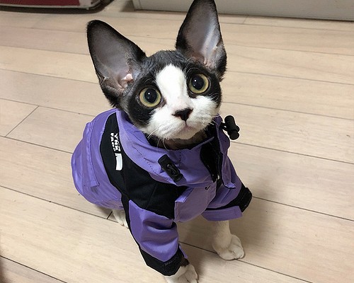 猫服 スフィンクスネコ コーニッシュレックス かわいい 猫ウェア