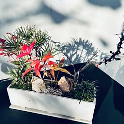 お正月の盆栽　白大長方形　下皿付き　送料無料 1枚目の画像