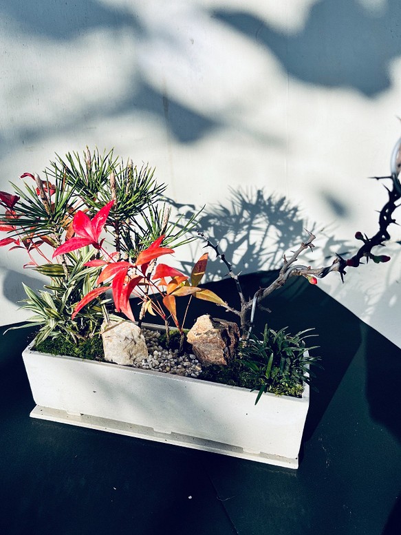 お正月の盆栽　白大長方形　下皿付き　送料無料 1枚目の画像