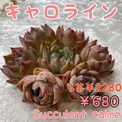 № 38☆キャロライン☆韓国苗 多肉植物 エケベリア 多肉植物 Succulent