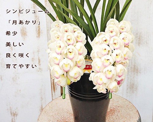 手渡し限定】 シンビジウム 花付き シンビジューム ラン 鉢植え 観葉