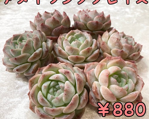 № 43☆アメイジンググレイス☆韓国苗 多肉植物 エケベリア 多肉植物 ...