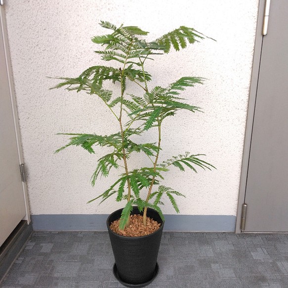 現品】②エバーフレッシュ 観葉植物 2株植え 高さ90◎ 高級セラアート