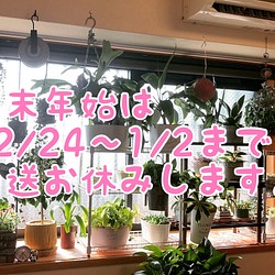 № 23☆サザエ☆韓国苗 新品種 多肉植物 カット苗 フラワー・リース 