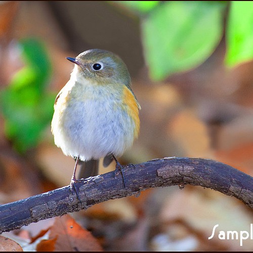 野鳥 ルリビタキ 写真・グラフィック マークOhara写真館 通販｜Creema