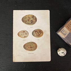 nest egg print　エッグプリント 紙もの 古紙 カリグラフィ 北欧のくらし 味紙 植物図鑑 1枚目の画像