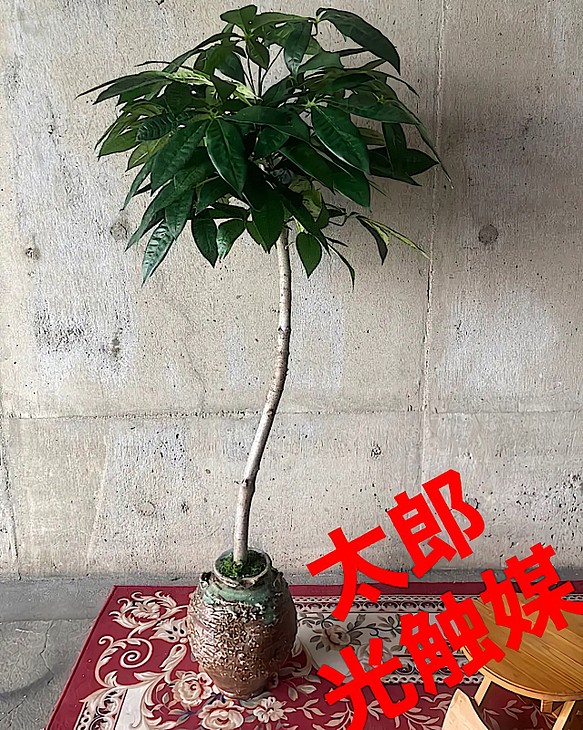 5％OFF】 光触媒 人工観葉植物 ウォールグリーン フェイク フラワー 太