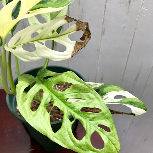 マドカズラ 斑入り Monstera adansonii ハーフ 2-me.com.kw