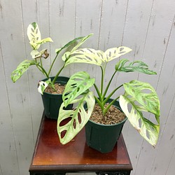 極斑良個体 ハーフムーン マドカズラ 斑入り Monstera adansonii