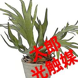 光触媒人工観葉植物ウォールグリーンフェイクフラワーハンドメイド　コウモリラン鉢付き 1枚目の画像