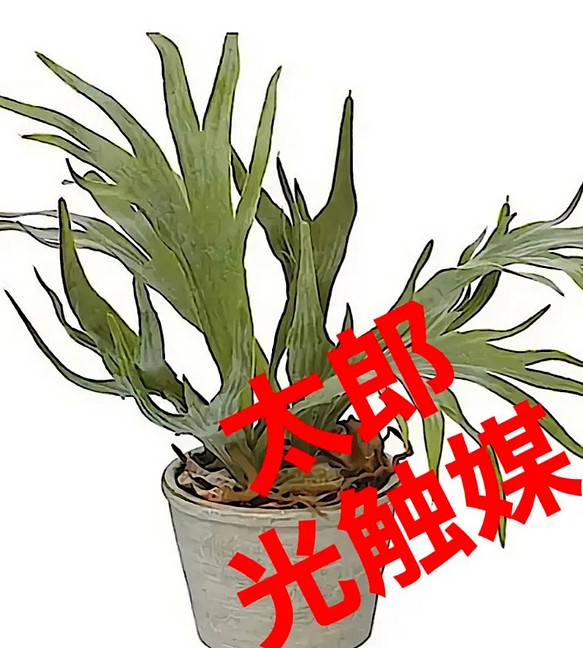 光触媒人工観葉植物ウォールグリーンフェイクフラワーハンドメイド　コウモリラン鉢付き 1枚目の画像