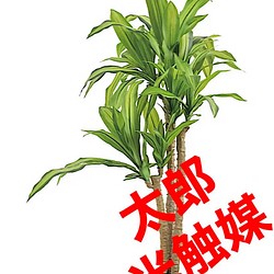 光触媒　人工観葉植物　ウォールグリーン　フェイク　フラワー　トネリコ125