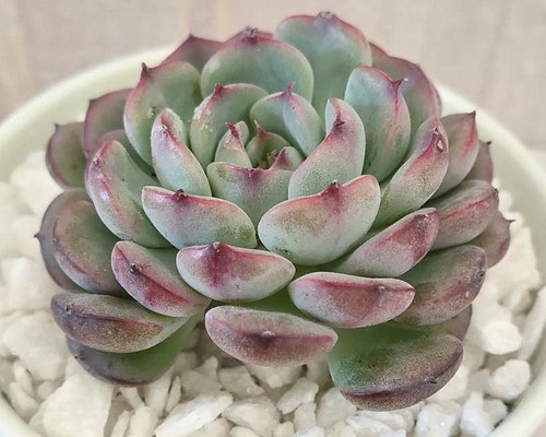 韓国苗◇マルセル (カット苗)【エケベリア】多肉植物 多肉植物