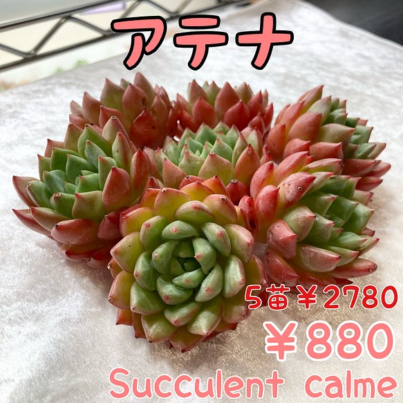 № 51☆アテナ☆韓国苗 多肉植物 エケベリア 多肉植物 Succulent calme