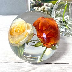 二色のミニバラの開花/インテリア小物/薔薇/花/固まるハーバリウム/植物標本/球体 直径8cm 312g