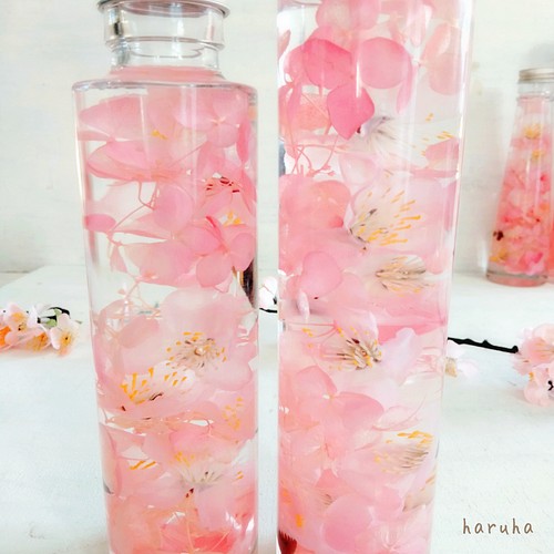 桜のハーバリウム2本セット 春色 春ディスプレイ サクラ 桜色 ハー 