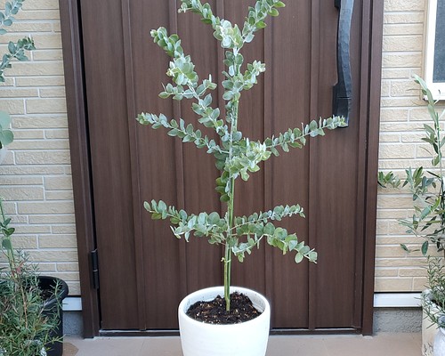 大きめ♪パールアカシア ホワイトテラコッタ鉢植え ミモザ 苗