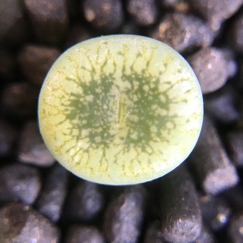 多肉植物 Conophytum pageae 抜き苗 1.2cm以上 1株 多肉植物 愛多肉