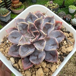 ☆セール割引☆ 559.多肉植物 アエオニウム属 青レモン（群） 特大