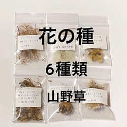 専用】花の種 山野草 宿根多年草 6種類 フジバカマ ノコンギク 多肉