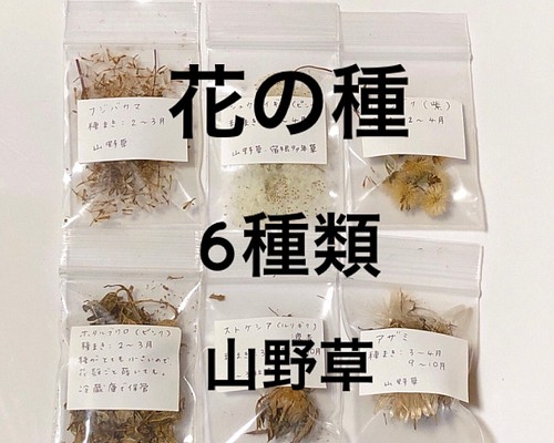 【専用】花の種 山野草 宿根多年草 6種類 フジバカマ ノコンギク