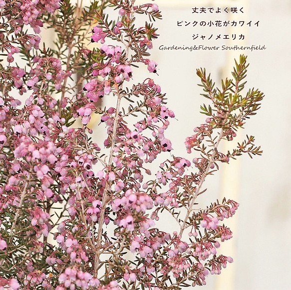 花苗 ジャノメエリカ 蛇の目エリカ 4号ポット 常緑低木 冬春 ピンク 小花 よく咲く
