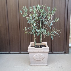 オリーブの木 ネバディロブランコ テラコッタ鉢植え 苗 シンボルツリー-
