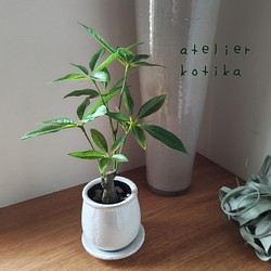 フェイクグリーンの鉢植え(パキラ)／白陶器  人工観葉植物 1枚目の画像