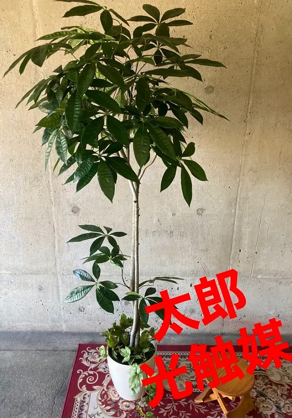 光触媒 人工観葉植物 ウォールグリーン フェイク フラワー パキラ