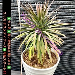 ☆子だくさん☆デスメティアーナ 〜紅葉するユッカ〜 観葉植物② 早期