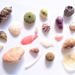 相模湾産✨貝殻色々２０点 1枚目の画像