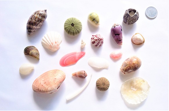 相模湾産✨貝殻色々２０点 1枚目の画像