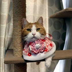 猫服ケープ　和風うさぎ（ピンク） 1枚目の画像