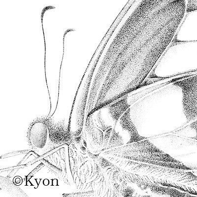蝶　点描画　アオズジアゲハ　ポストカード 1枚目の画像