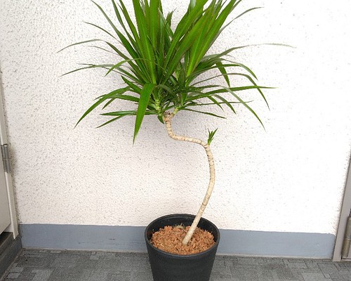 【現品】希少種 ドラセナ【ナビー】 観葉植物 個性的樹形 高級