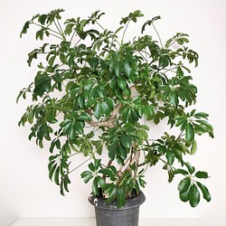 "シェフレラ・コンパクタ"　人気　観葉植物　ギフト　インドアプランツ シェフレラ 1枚目の画像