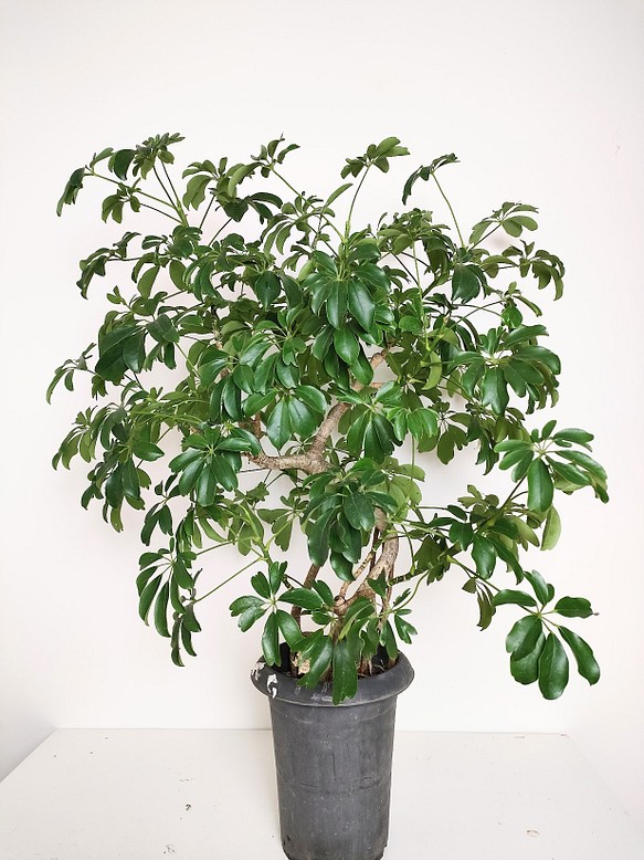 "シェフレラ・コンパクタ"　人気　観葉植物　ギフト　インドアプランツ シェフレラ 1枚目の画像