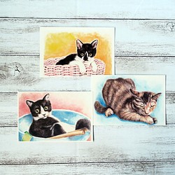 ポストカード猫パステル画３枚セット　〈保護猫カフェのやんちゃな子猫ちゃん達〉 1枚目の画像