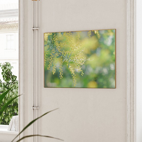 春の花のフォトポスター　/ i1186 / 黄色いミモザ、スイセンなど　インテリアポスター 1枚目の画像